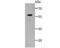 Chromosome 14 Open Reading Frame 93 antibody, NBP2-75425, Novus Biologicals, Western Blot image 