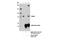 hRAD54 antibody, 15016S, Cell Signaling Technology, Immunoprecipitation image 
