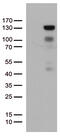 Progesterone Receptor antibody, TA800629S, Origene, Western Blot image 