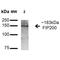 RB1 Inducible Coiled-Coil 1 antibody, LS-C773324, Lifespan Biosciences, Western Blot image 