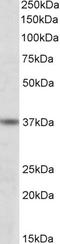 ATF4 antibody, LS-C34631, Lifespan Biosciences, Western Blot image 