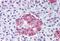 Protein Wnt-10a antibody, MBS240157, MyBioSource, Immunohistochemistry paraffin image 