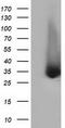 ERCC Excision Repair 1, Endonuclease Non-Catalytic Subunit antibody, TA501828, Origene, Western Blot image 