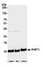 Phosphohistidine Phosphatase 1 antibody, A305-886A-M, Bethyl Labs, Western Blot image 