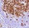Lag antibody, MA5-16400, Invitrogen Antibodies, Immunohistochemistry paraffin image 