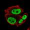 Retinoic Acid Receptor Gamma antibody, HPA053883, Atlas Antibodies, Immunofluorescence image 