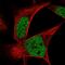 Zinc Finger Protein 559 antibody, HPA059632, Atlas Antibodies, Immunocytochemistry image 