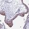 Ribonuclease P/MRP protein subunit POP5 antibody, PA5-61549, Invitrogen Antibodies, Immunohistochemistry frozen image 