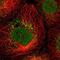 Zebrafish Delta D antibody, NBP1-80646, Novus Biologicals, Immunofluorescence image 