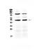 CD14 antibody, PA5-78958, Invitrogen Antibodies, Western Blot image 