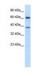 PR domain zinc finger protein 14 antibody, orb329712, Biorbyt, Western Blot image 