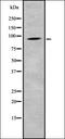 Collagen alpha-2(VIII) chain antibody, orb337699, Biorbyt, Western Blot image 