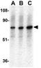 Connector enhancer of kinase suppressor of ras 1 antibody, GTX31962, GeneTex, Western Blot image 