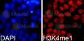 Histone H3.1t antibody, A2355, ABclonal Technology, Immunofluorescence image 