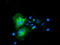 Caseinolytic Mitochondrial Matrix Peptidase Proteolytic Subunit antibody, TA502063, Origene, Immunofluorescence image 
