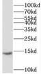 Ubiquinol-Cytochrome C Reductase Complex Assembly Factor 2 antibody, FNab09277, FineTest, Western Blot image 