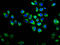 Rap guanine nucleotide exchange factor 2 antibody, LS-C681179, Lifespan Biosciences, Immunofluorescence image 