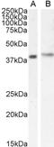 Cytohesin 1 Interacting Protein antibody, LS-B7390, Lifespan Biosciences, Western Blot image 