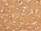 PNMA2 antibody, LS-C285582, Lifespan Biosciences, Immunohistochemistry frozen image 
