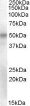 POU domain, class 3, transcription factor 1 antibody, PA5-37883, Invitrogen Antibodies, Western Blot image 