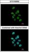 Poly(U)-binding-splicing factor PUF60 antibody, GTX102052, GeneTex, Immunofluorescence image 