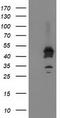 Activating Signal Cointegrator 1 Complex Subunit 1 antibody, TA503720S, Origene, Western Blot image 