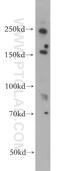 Protein KIAA1199 antibody, 21129-1-AP, Proteintech Group, Western Blot image 