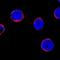 BCL2 Antagonist/Killer 1 antibody, MAB8161, R&D Systems, Immunofluorescence image 