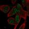 Zinc finger protein AEBP2 antibody, HPA022282, Atlas Antibodies, Immunofluorescence image 
