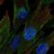 CDC42 Effector Protein 3 antibody, NBP2-68779, Novus Biologicals, Immunofluorescence image 