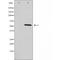 Nuclear Respiratory Factor 1 antibody, orb227251, Biorbyt, Western Blot image 