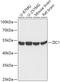 Zinc finger protein ZIC 1 antibody, 16-982, ProSci, Western Blot image 