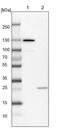 Calsyntenin 1 antibody, PA5-52936, Invitrogen Antibodies, Western Blot image 