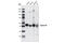 Cyclin B1 antibody, 4138S, Cell Signaling Technology, Western Blot image 