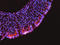 Leucine Rich Repeat Neuronal 1 antibody, AF4990, R&D Systems, Immunohistochemistry frozen image 