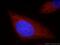 Heat shock 70 kDa protein 4 antibody, 21206-1-AP, Proteintech Group, Immunofluorescence image 