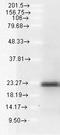 BCL2 Like 11 antibody, LS-C229572, Lifespan Biosciences, Western Blot image 