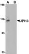 Junctophilin 3 antibody, MBS151195, MyBioSource, Western Blot image 