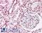 Nuclear Antigen antibody, LS-C27289, Lifespan Biosciences, Immunohistochemistry paraffin image 