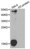 Dimethyl-lysine antibody, LS-C336107, Lifespan Biosciences, Western Blot image 