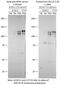 Natriuretic Peptide Receptor 2 antibody, 55113-1-AP, Proteintech Group, Western Blot image 