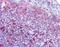 Probable G-protein coupled receptor 171 antibody, TA341320, Origene, Immunohistochemistry frozen image 