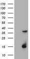 Thymidylate Synthetase antibody, TA801677AM, Origene, Western Blot image 