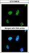 TatD DNase Domain Containing 1 antibody, GTX106818, GeneTex, Immunofluorescence image 