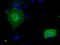 Ring Finger Protein 144B antibody, TA500705, Origene, Immunofluorescence image 