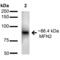Mitofusin 2 antibody, SPC-683D-STR, StressMarq, Western Blot image 