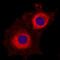 Ribosomal Protein S6 antibody, MAB5436, R&D Systems, Immunocytochemistry image 