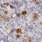 Prolactin-releasing peptide receptor antibody, HPA039361, Atlas Antibodies, Immunohistochemistry frozen image 