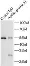 Apolipoprotein A1 antibody, FNab00508, FineTest, Immunoprecipitation image 