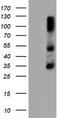 ERCC Excision Repair 1, Endonuclease Non-Catalytic Subunit antibody, TA504365S, Origene, Western Blot image 
